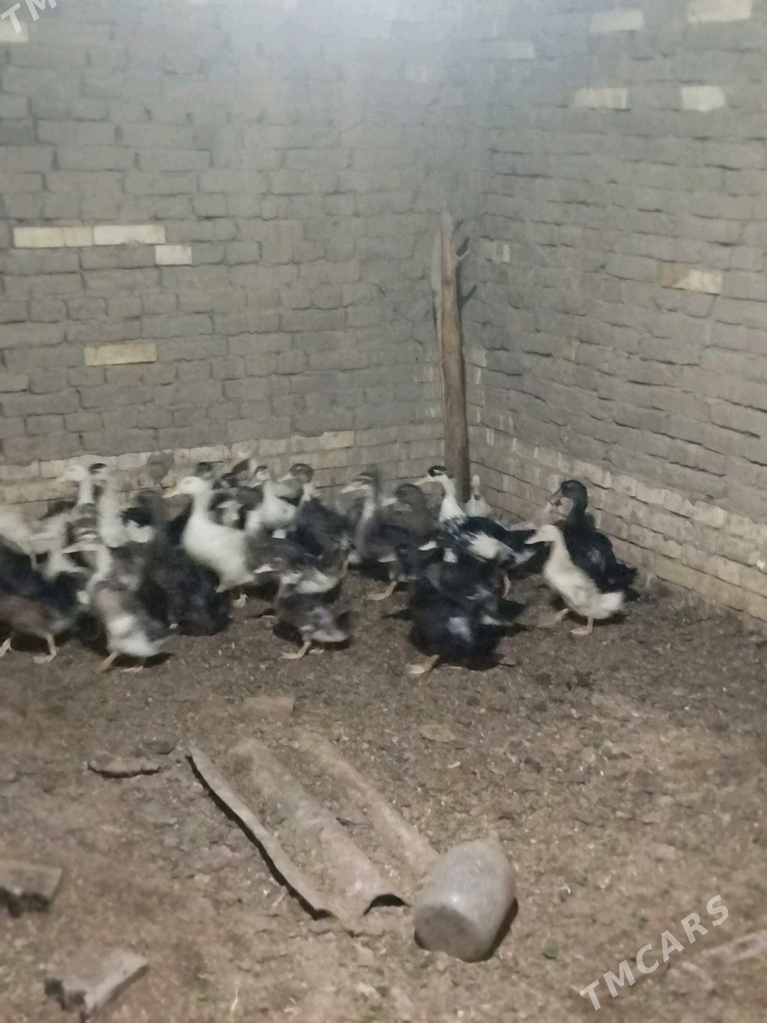 ördek - Murgap - img 4