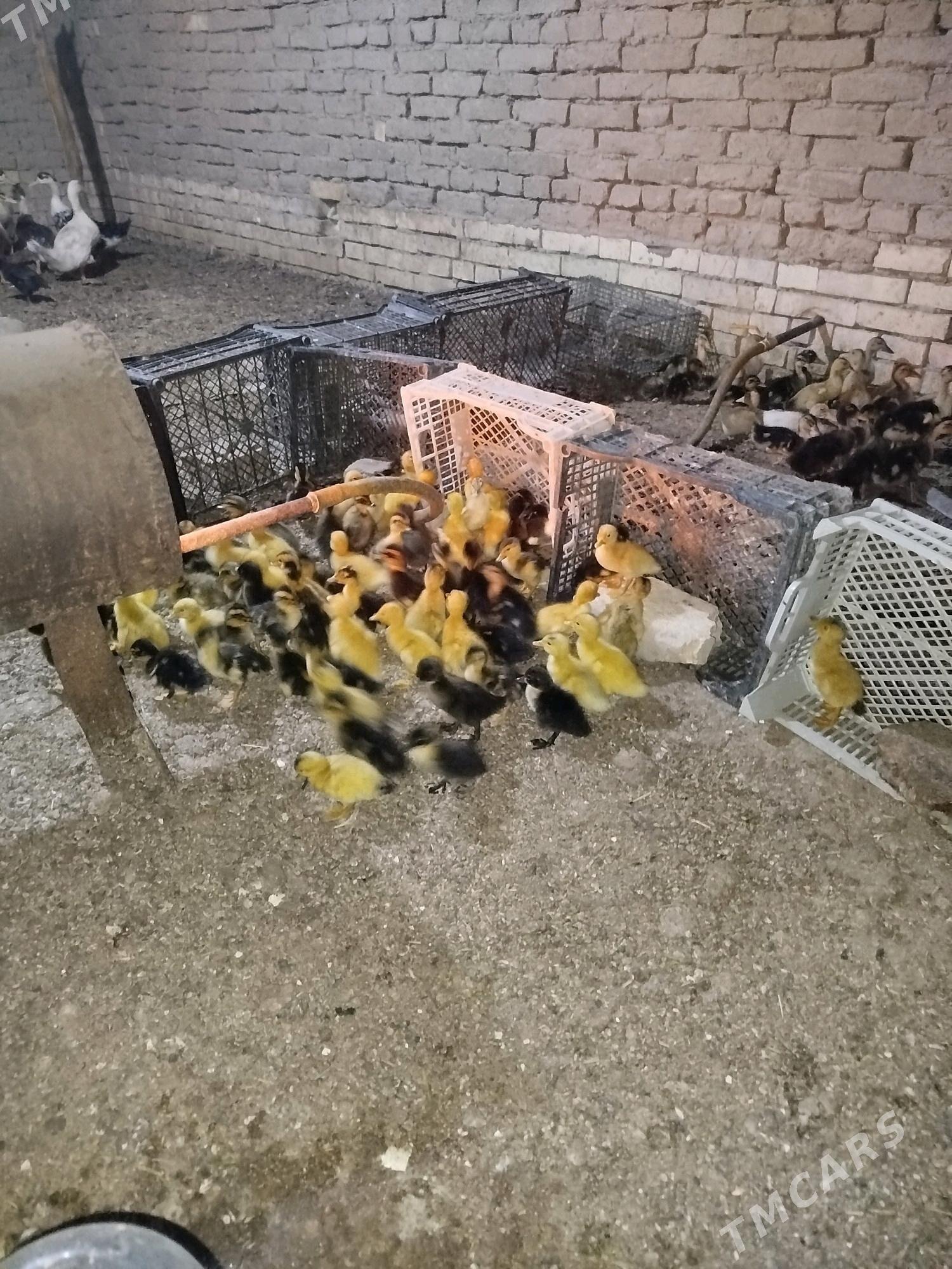 ördek - Murgap - img 5