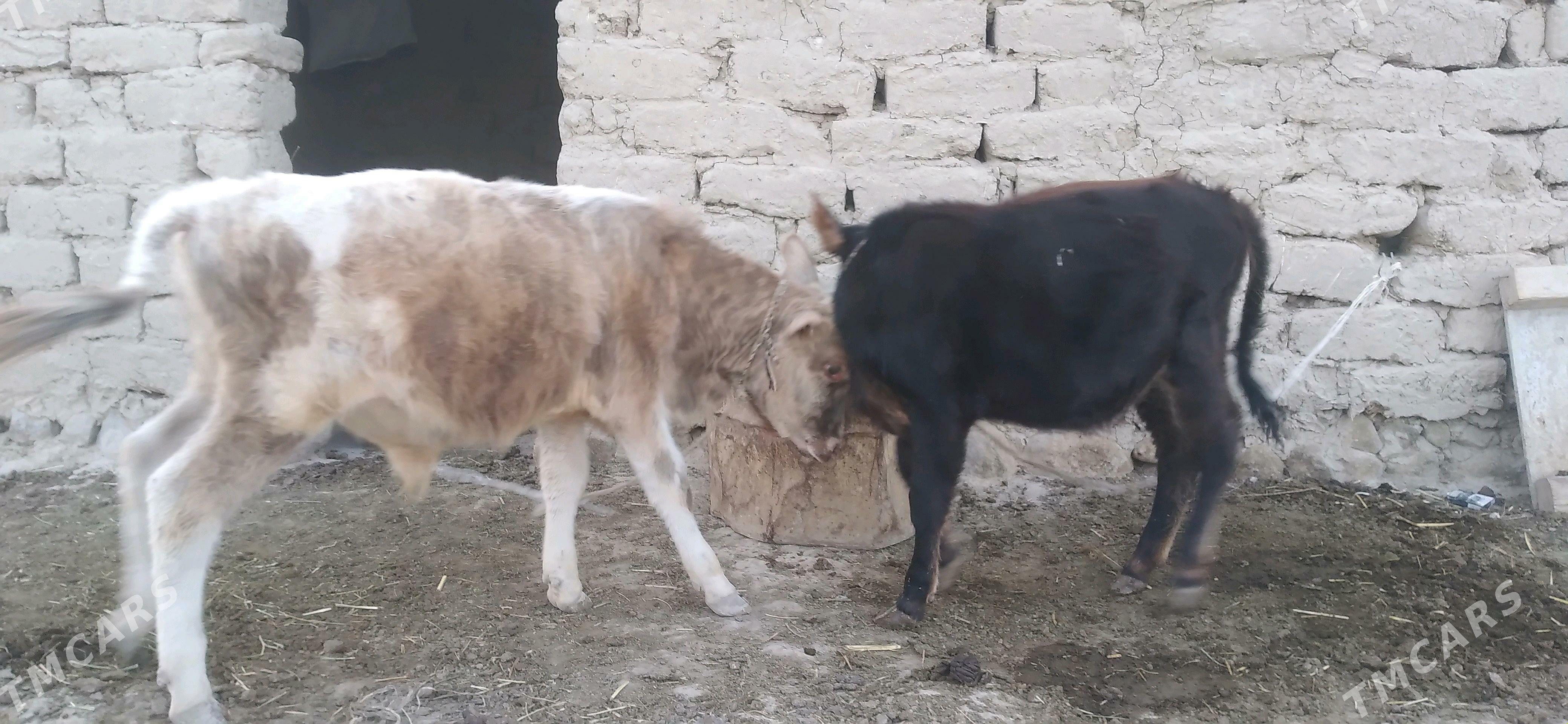 Gòle Òkùz - Гызыларбат - img 2