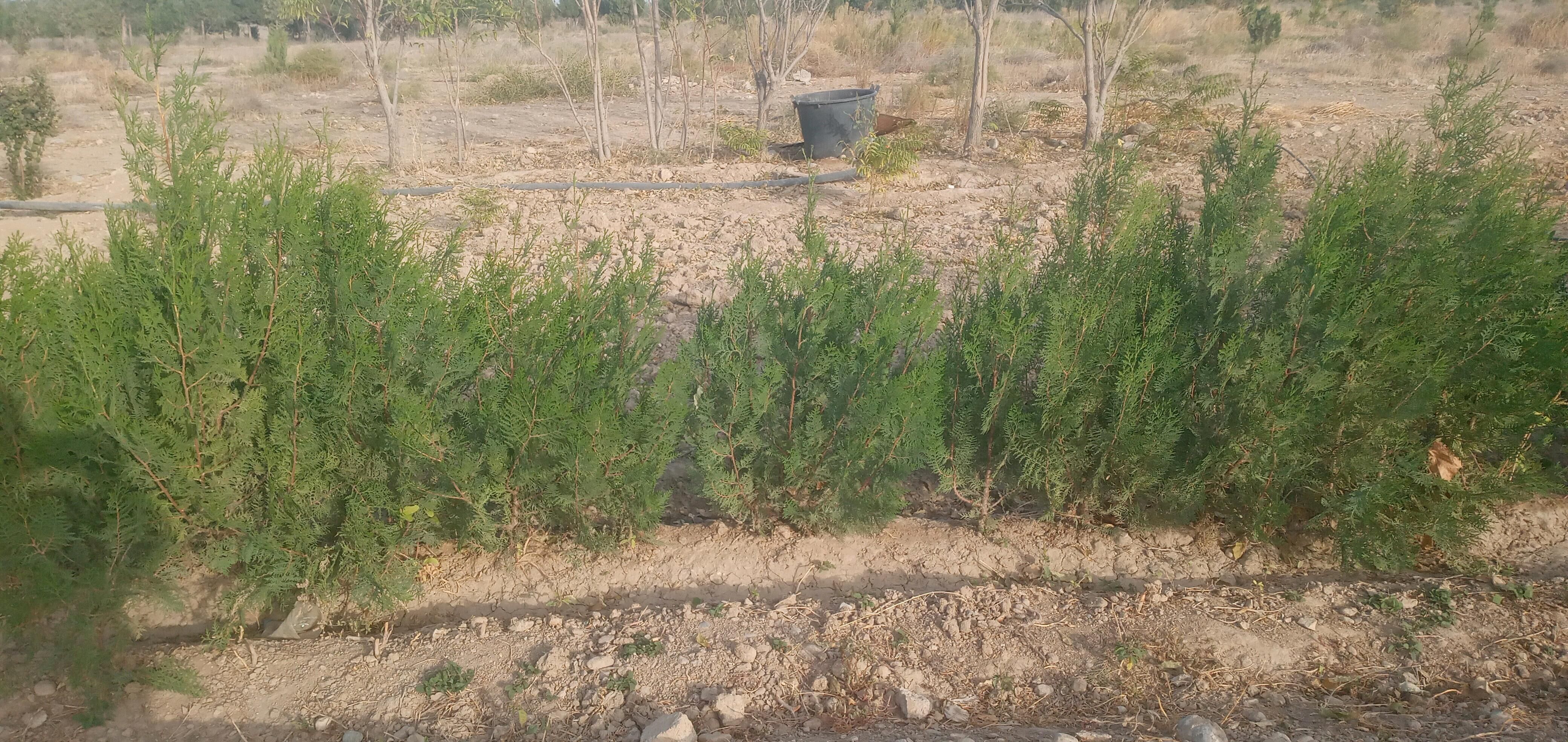 Sosna tuýa - Бекреве - img 2