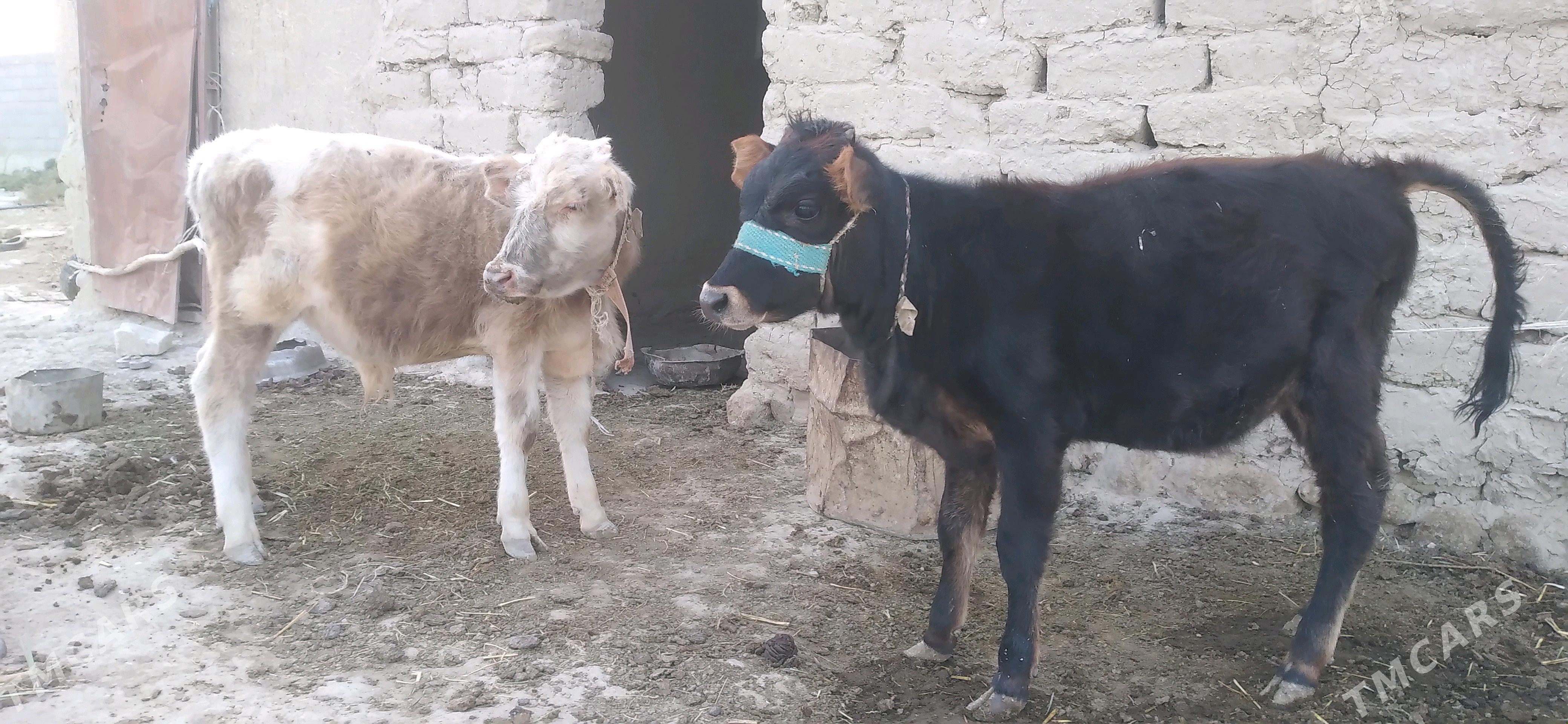 Gòle Òkùz - Гызыларбат - img 4