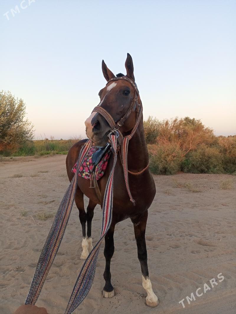 Ahalteke at - Туркменабат - img 1