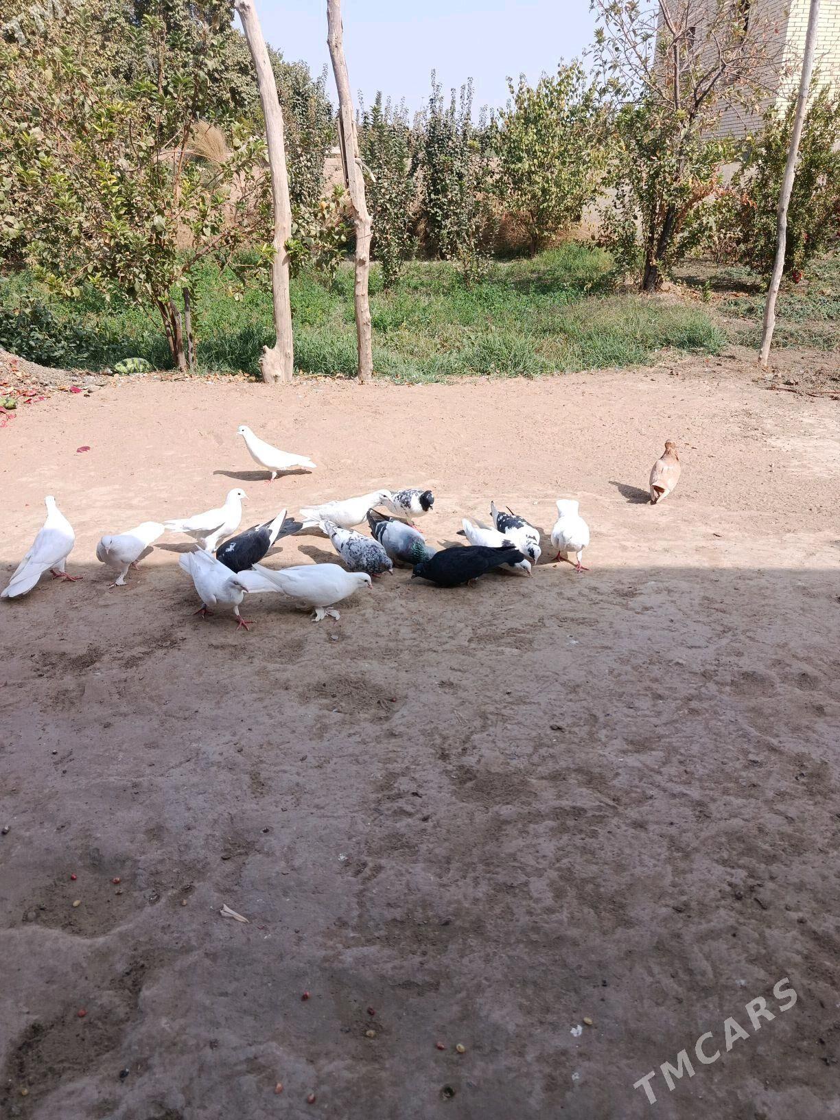 kepderi - Sakarçäge - img 3