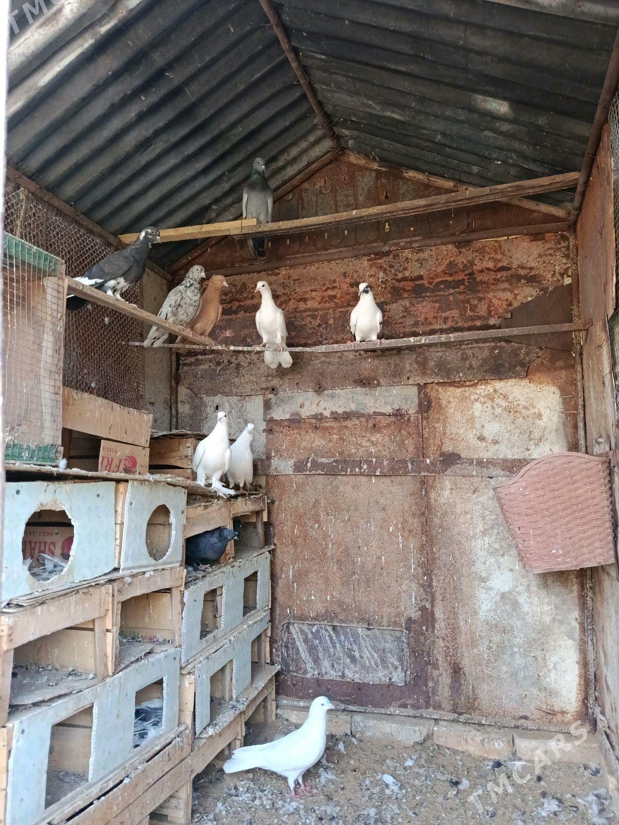 kepderi - Sakarçäge - img 1