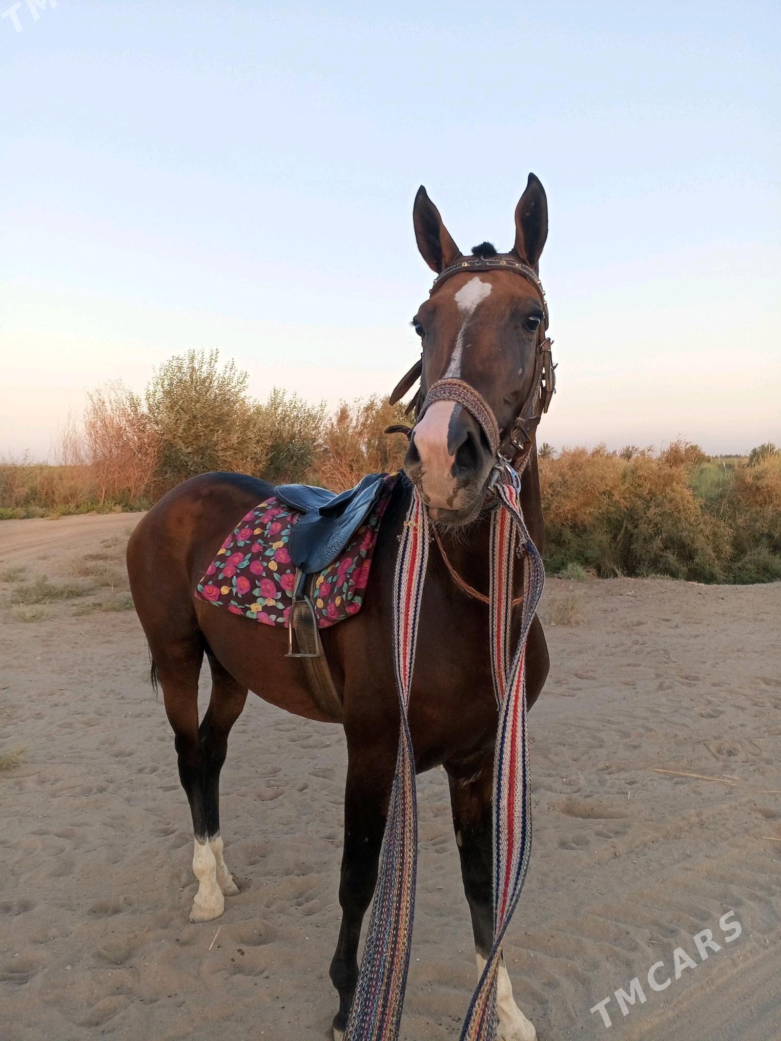 Ahalteke at - Туркменабат - img 3