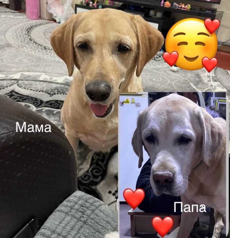 лабрадор - Aşgabat - img 2