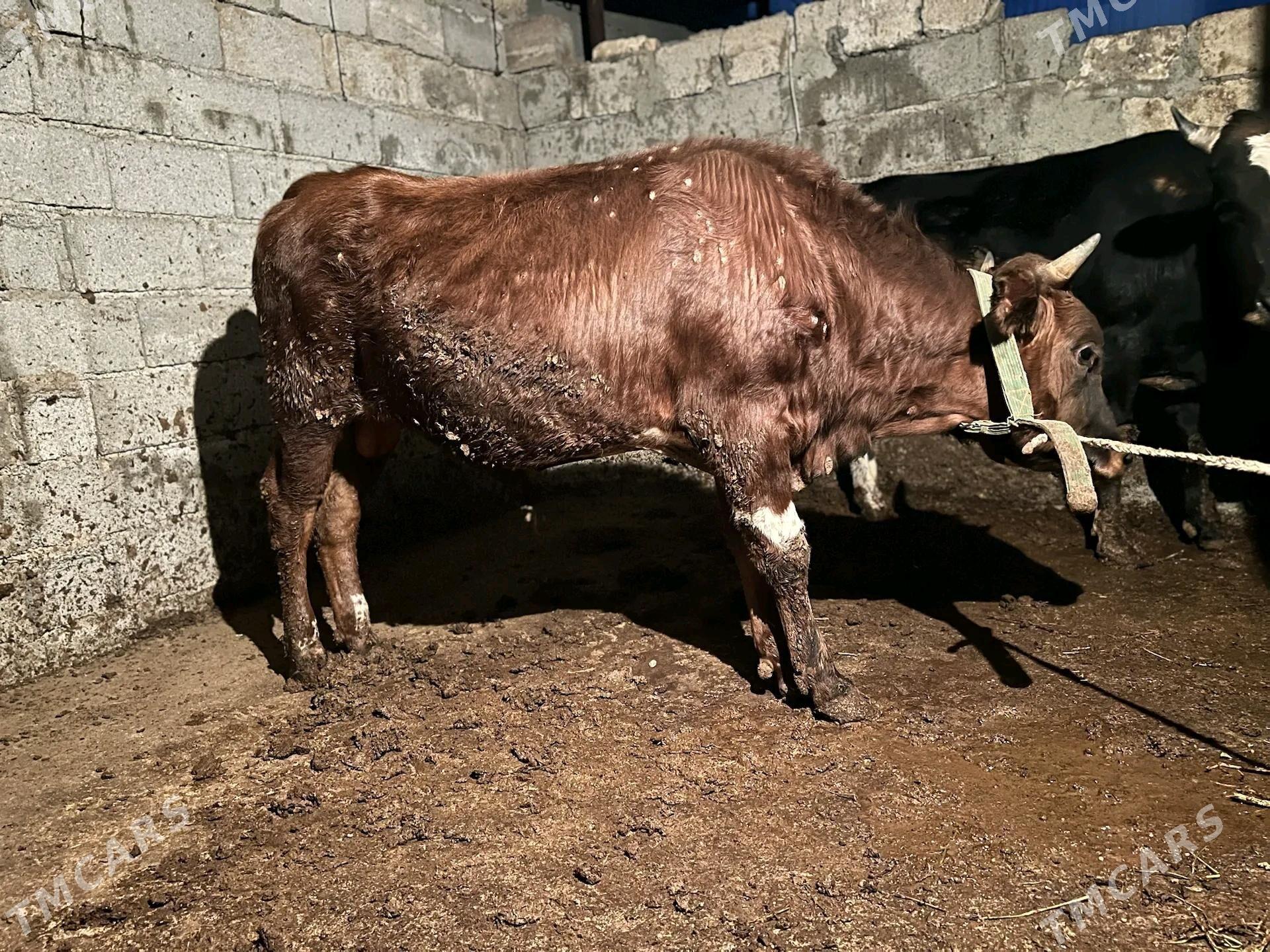 okuz - Анев - img 4