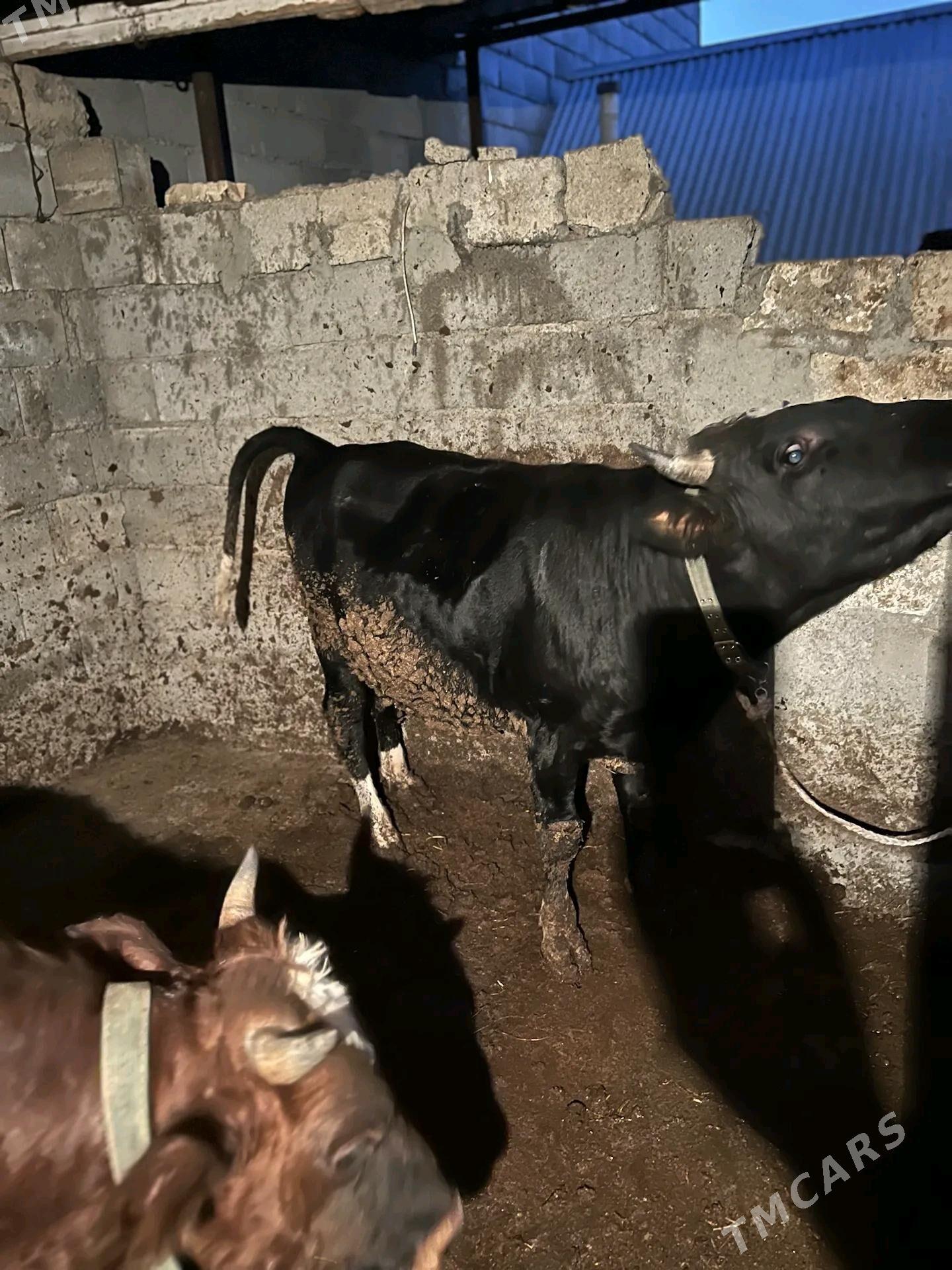 okuz - Анев - img 1