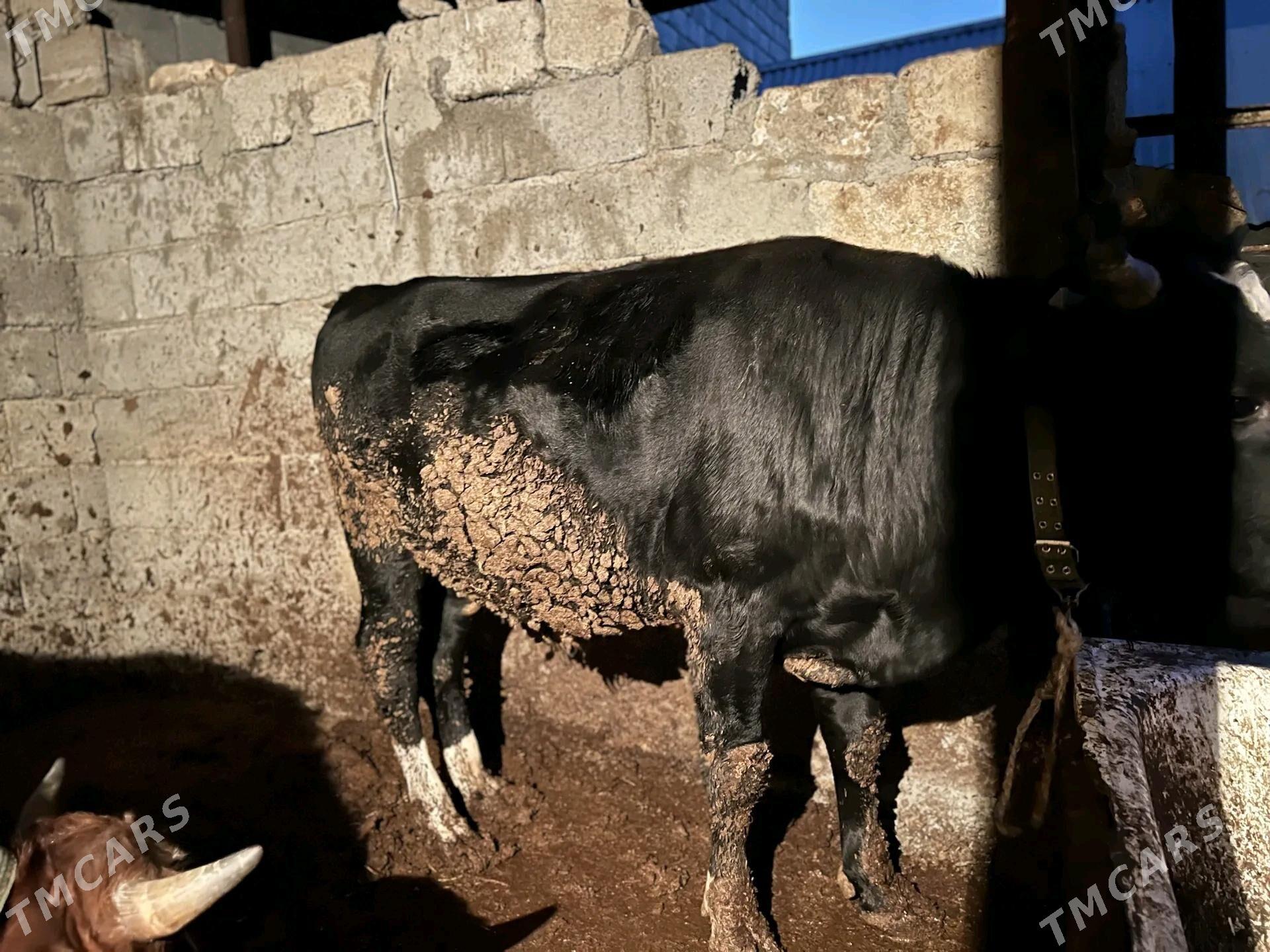 okuz - Анев - img 2