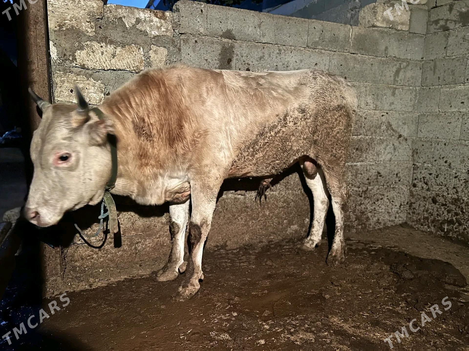 okuz - Анев - img 3