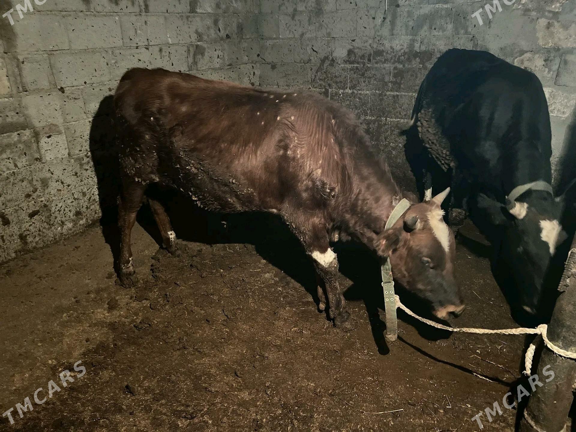 okuz - Анев - img 5