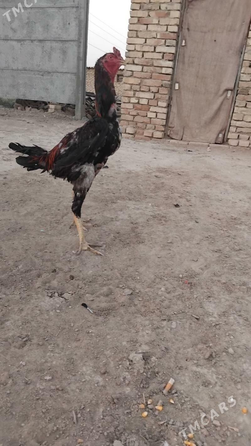 paroda horaz - Wekilbazar - img 2