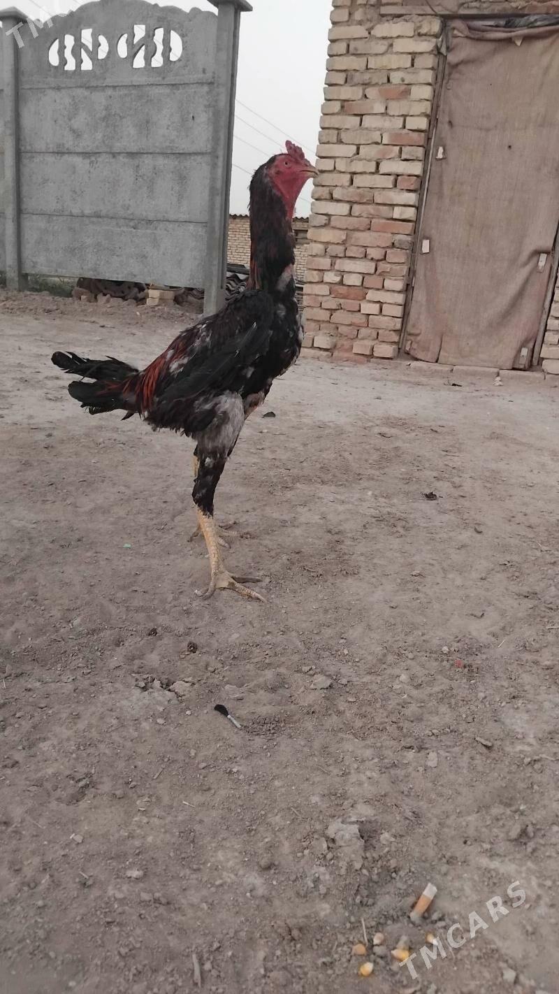 paroda horaz - Wekilbazar - img 1