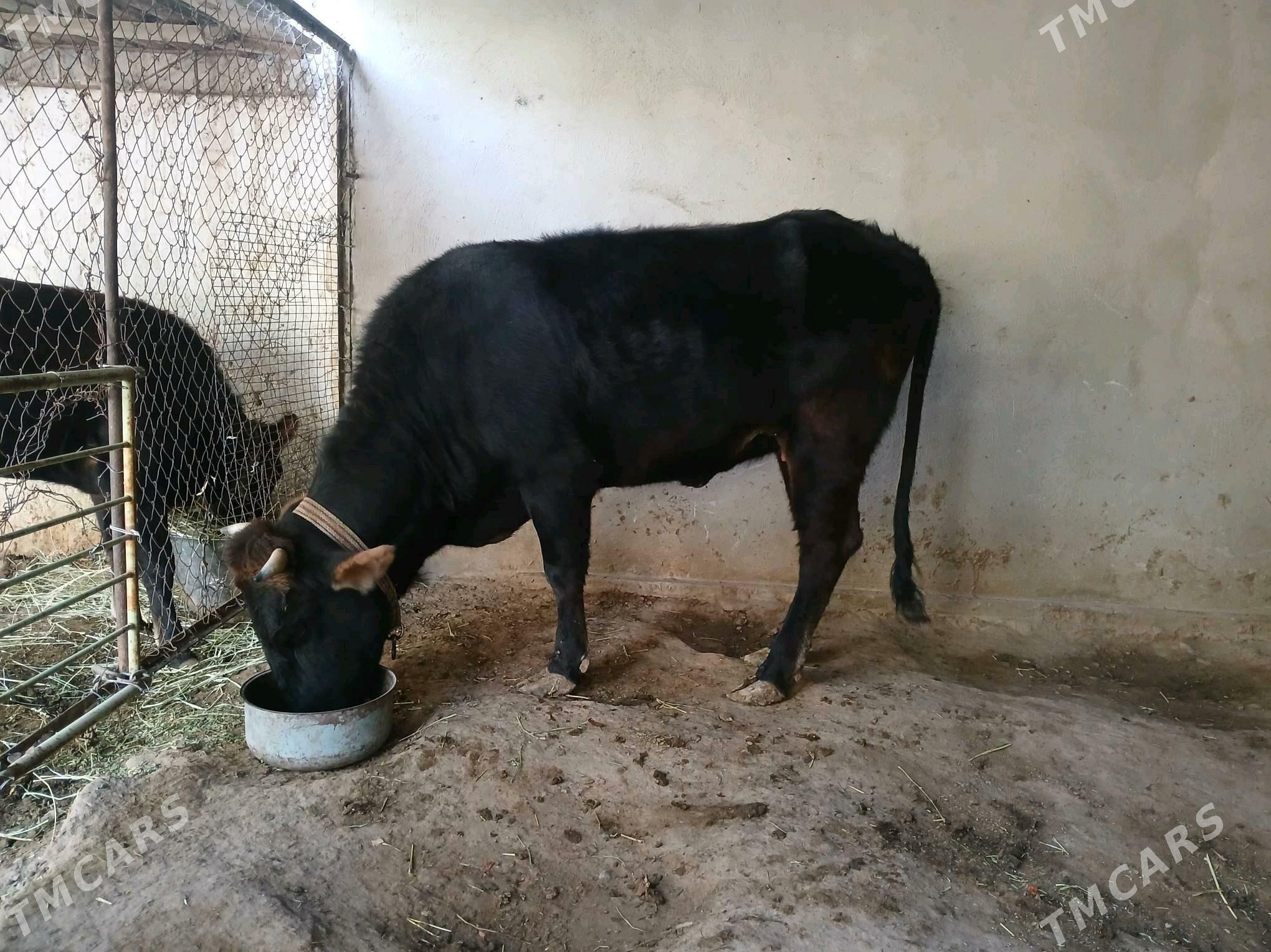 bakylan sygyr - Büzmeýin - img 1