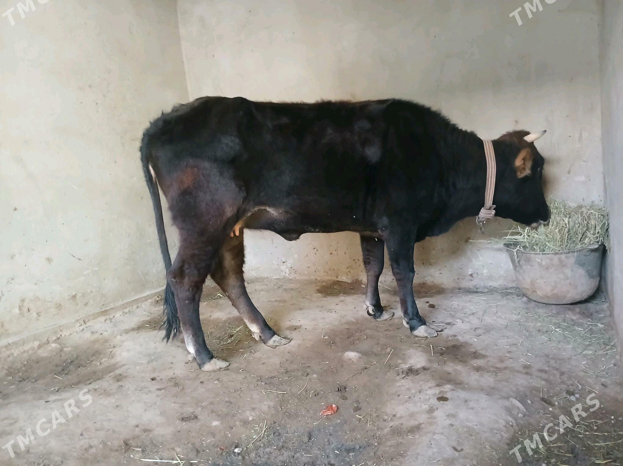 bakylan sygyr - Büzmeýin - img 2