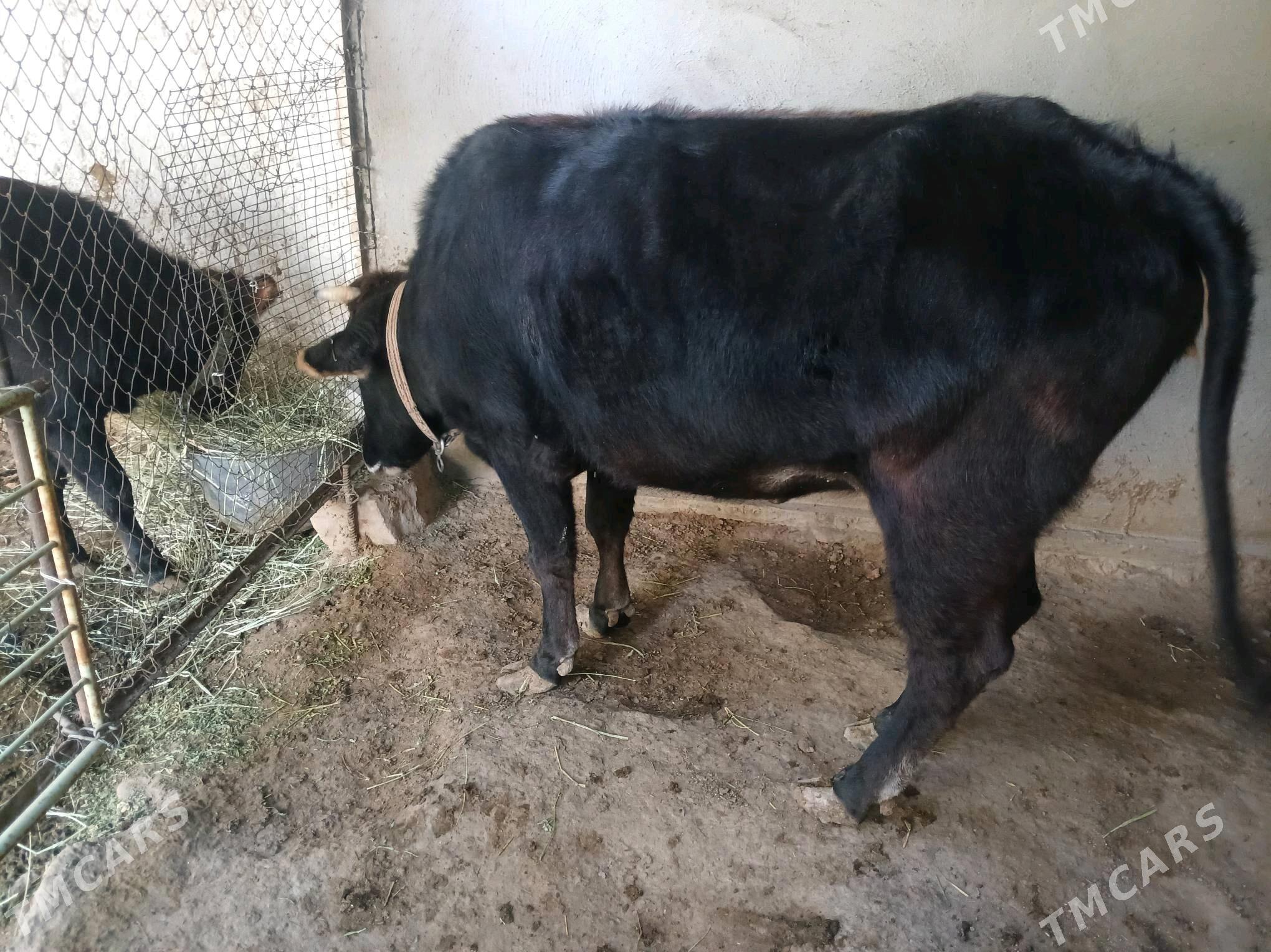 bakylan sygyr - Büzmeýin - img 3