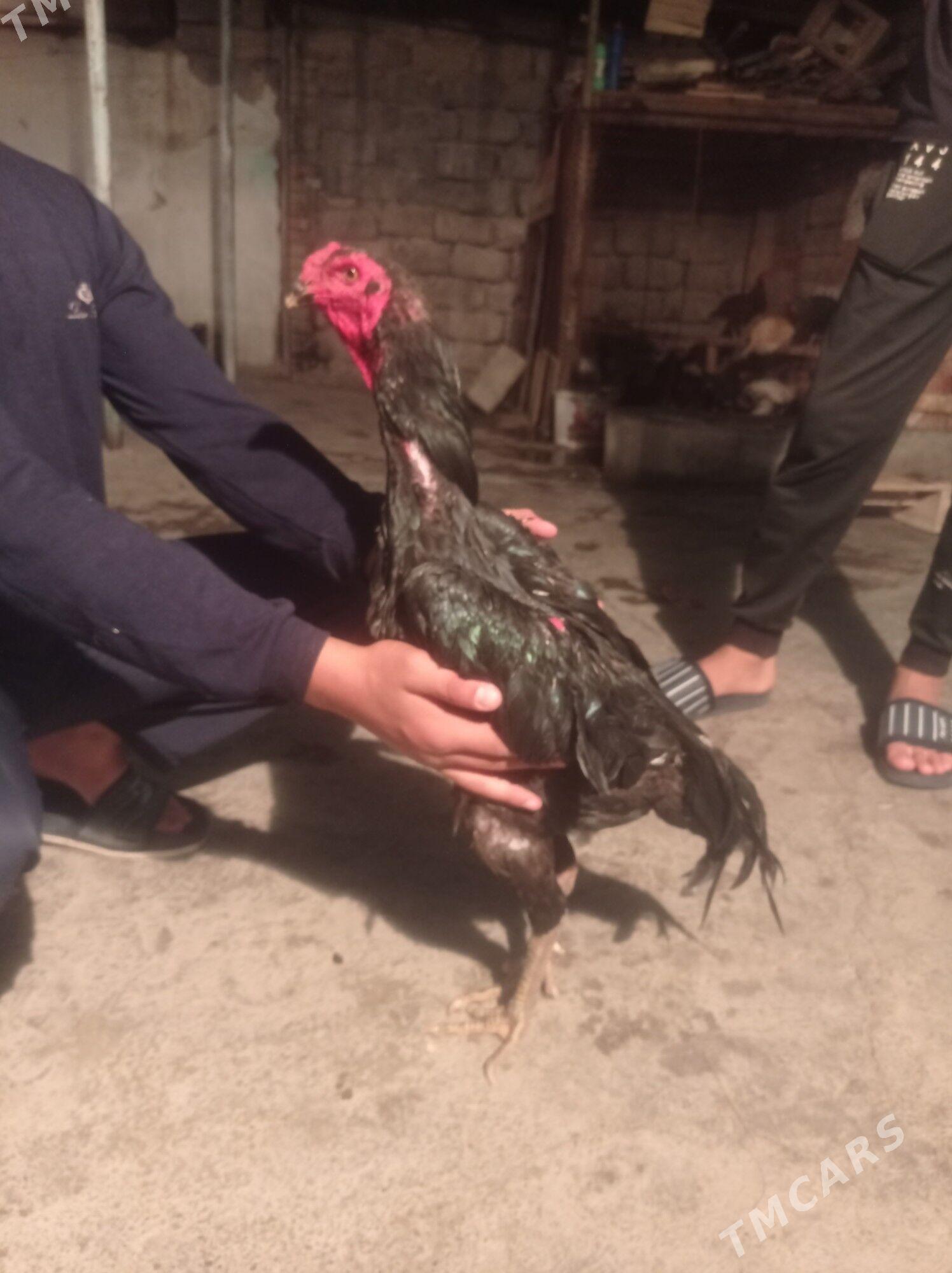 taşgent towuk - Hitrowka - img 3