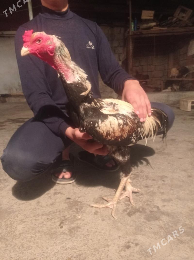 taşgent towuk - Hitrowka - img 5