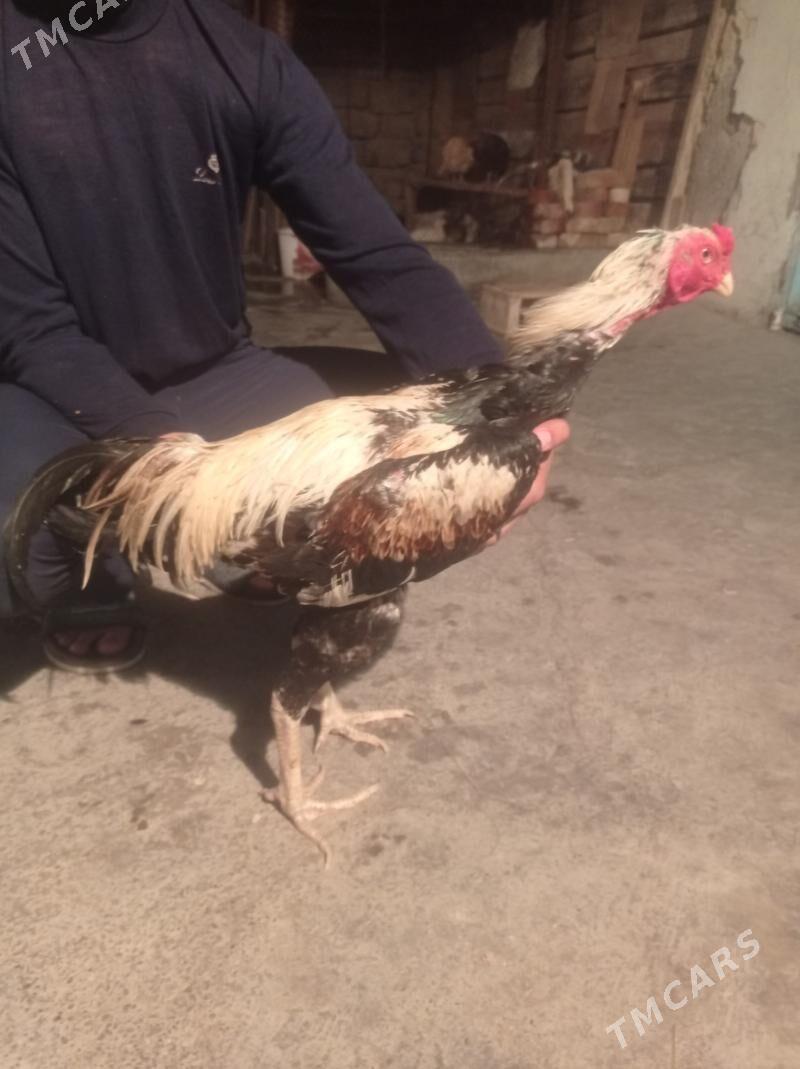 taşgent towuk - Hitrowka - img 2