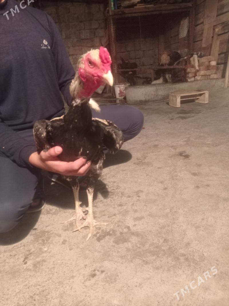 taşgent towuk - Hitrowka - img 1