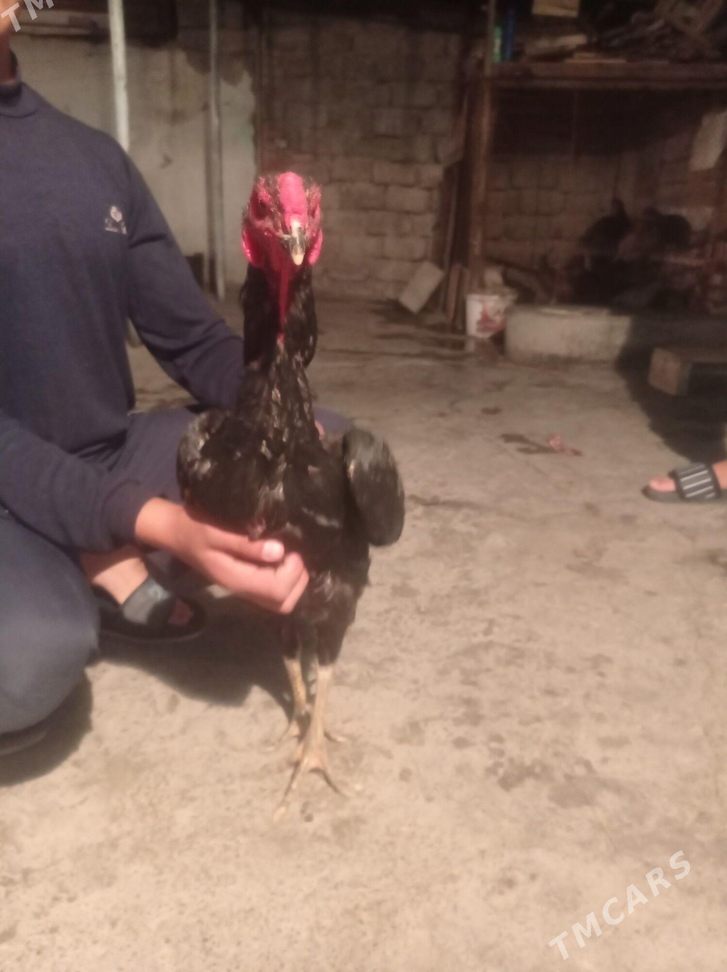 taşgent towuk - Hitrowka - img 4