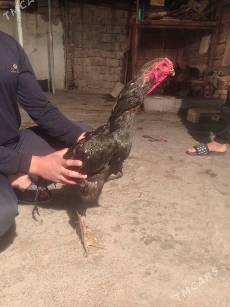 taşgent towuk - Hitrowka - img 6