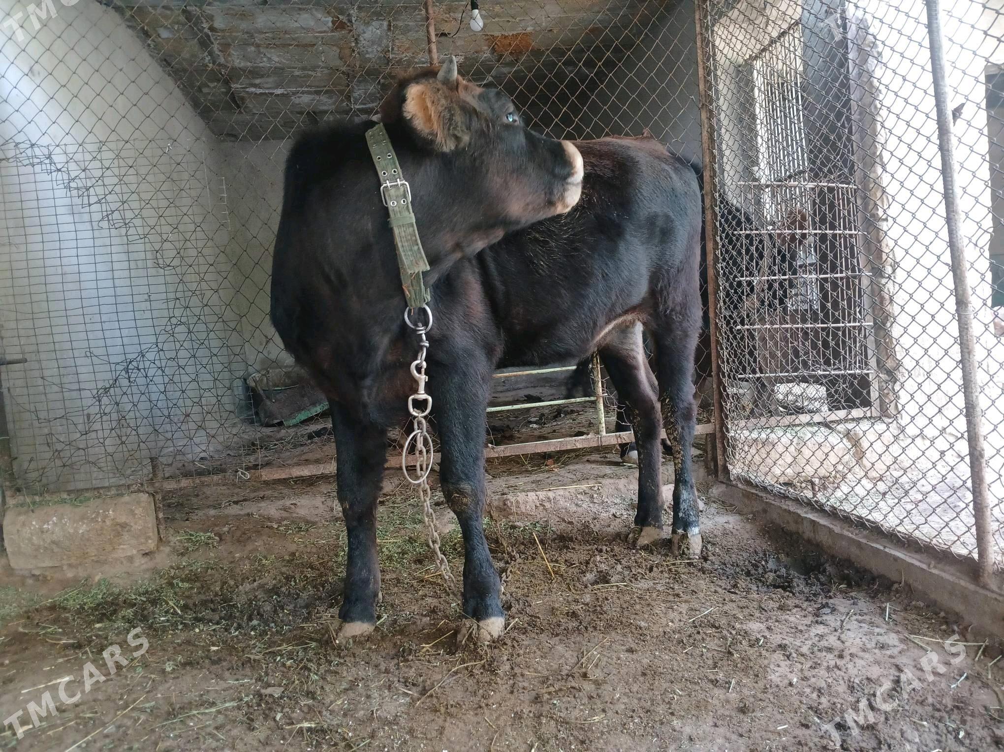 Tüwe - Büzmeýin - img 3