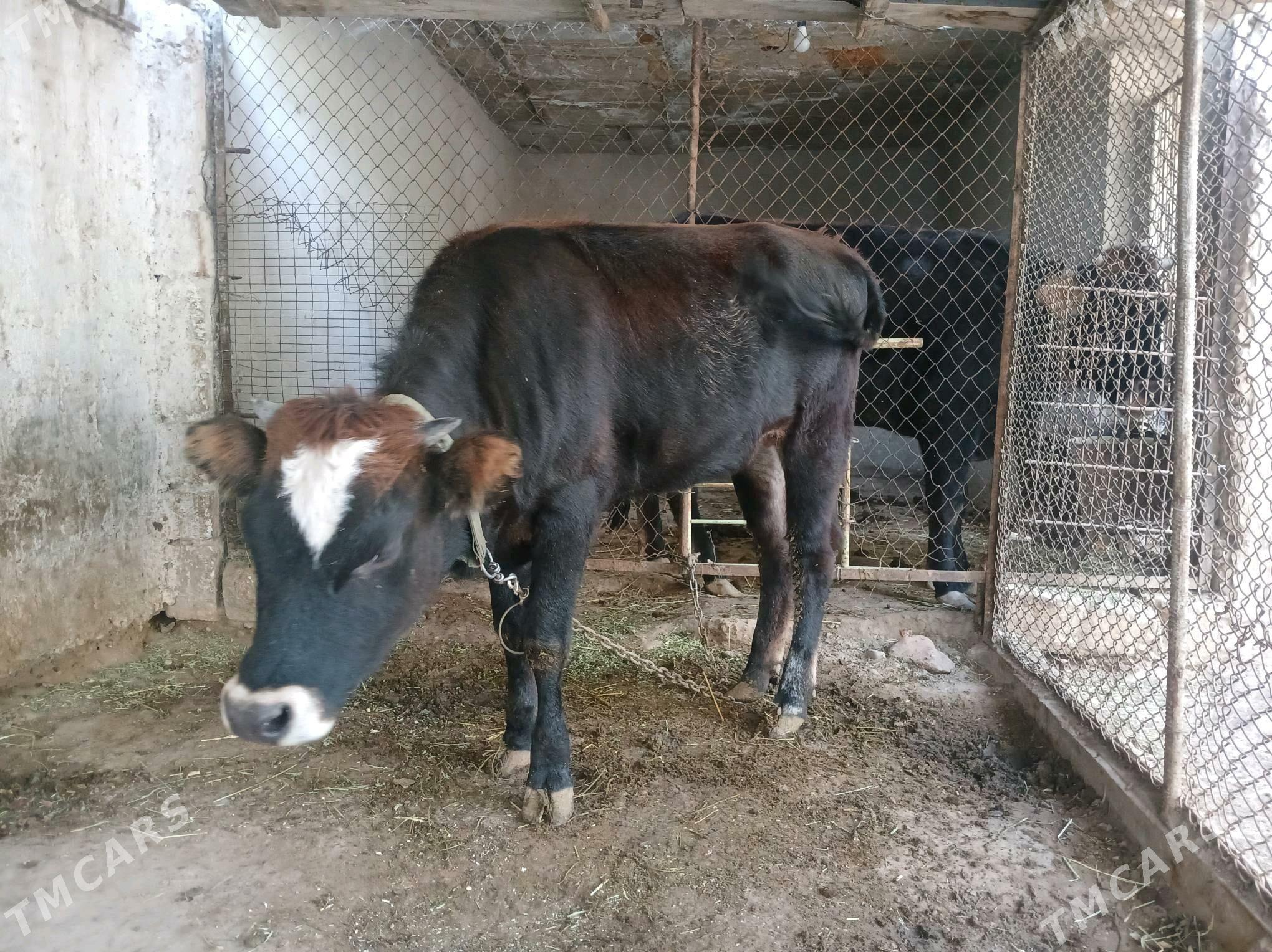 Tüwe - Büzmeýin - img 2