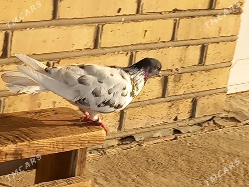 Kepderi - Векильбазар - img 10