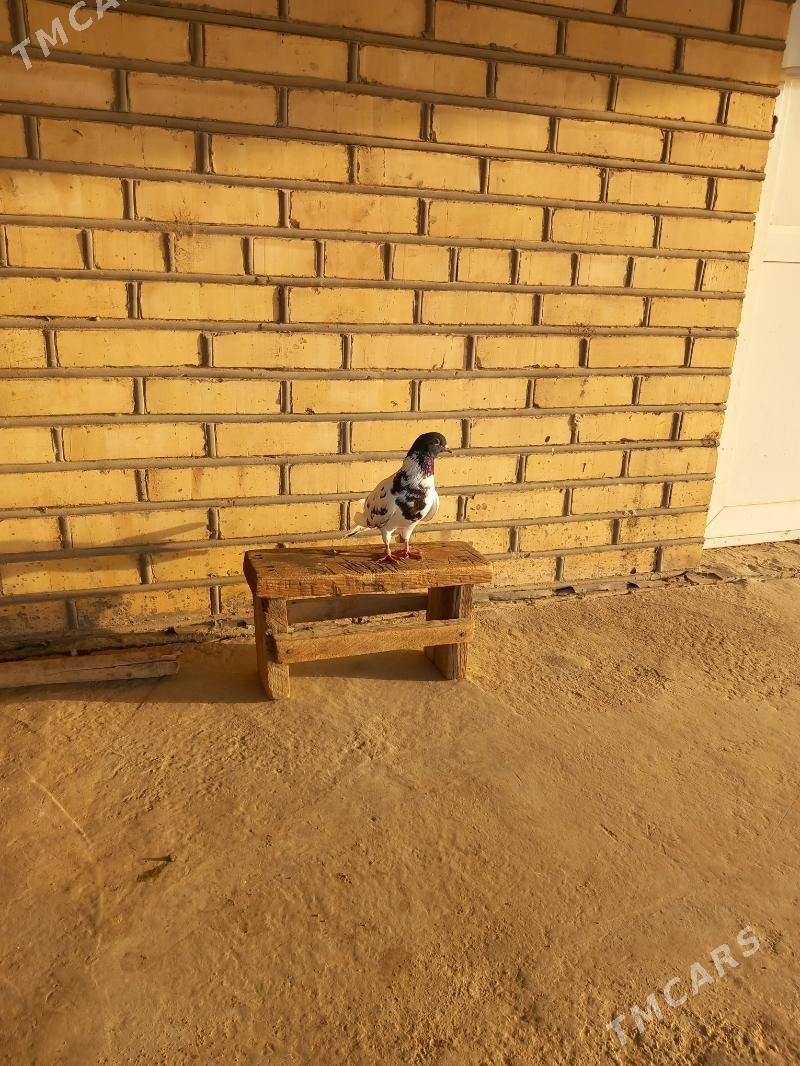 Kepderi - Векильбазар - img 9