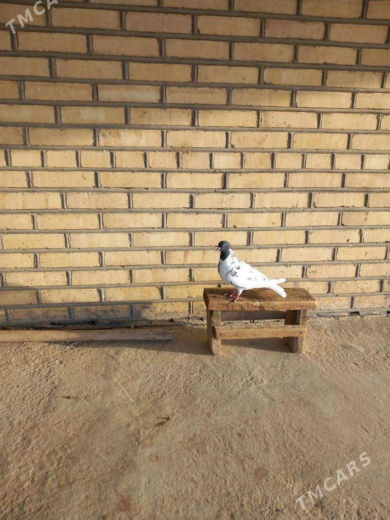 Kepderi - Векильбазар - img 8