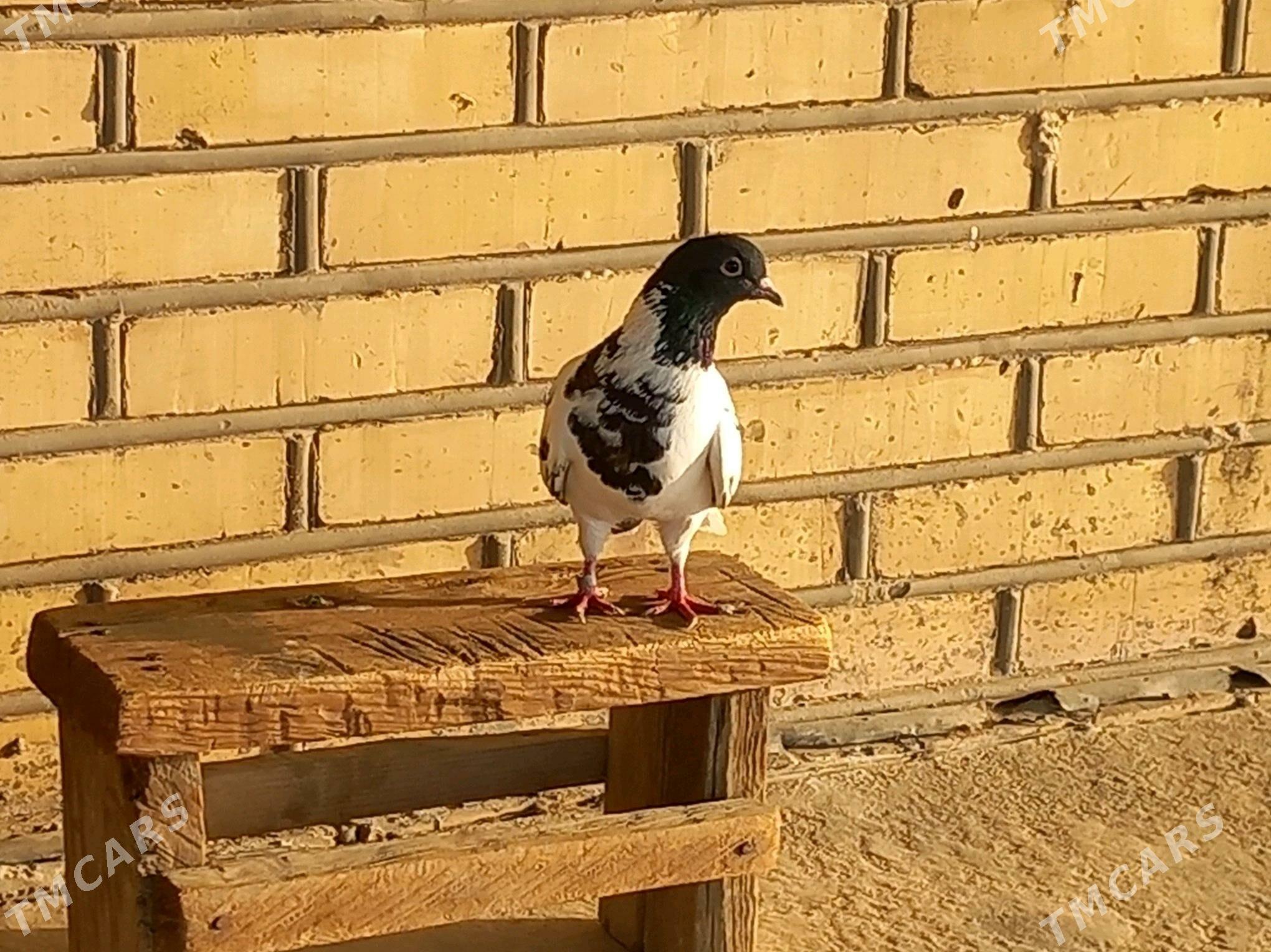 Kepderi - Векильбазар - img 7