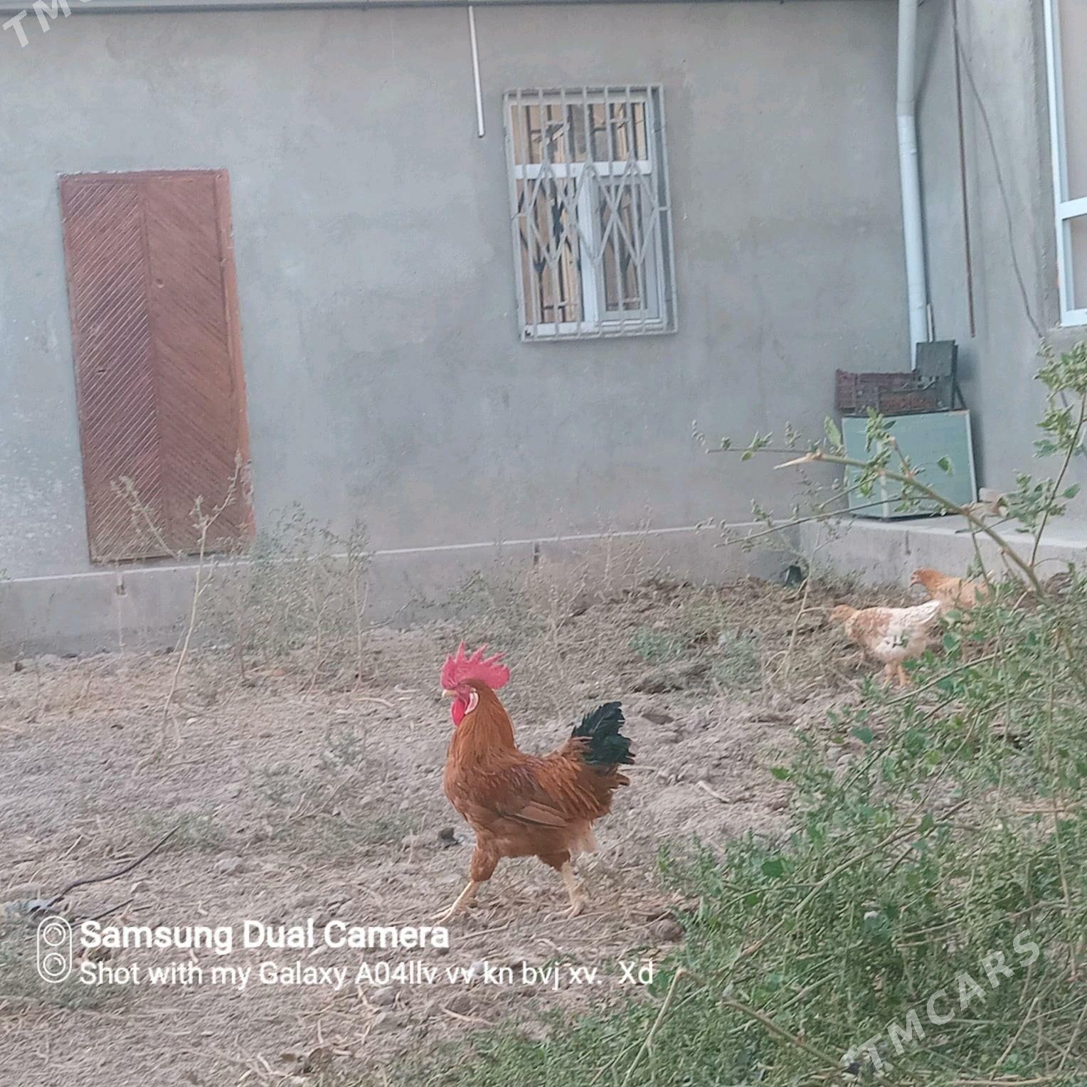 Horaz - Türkmenabat - img 2