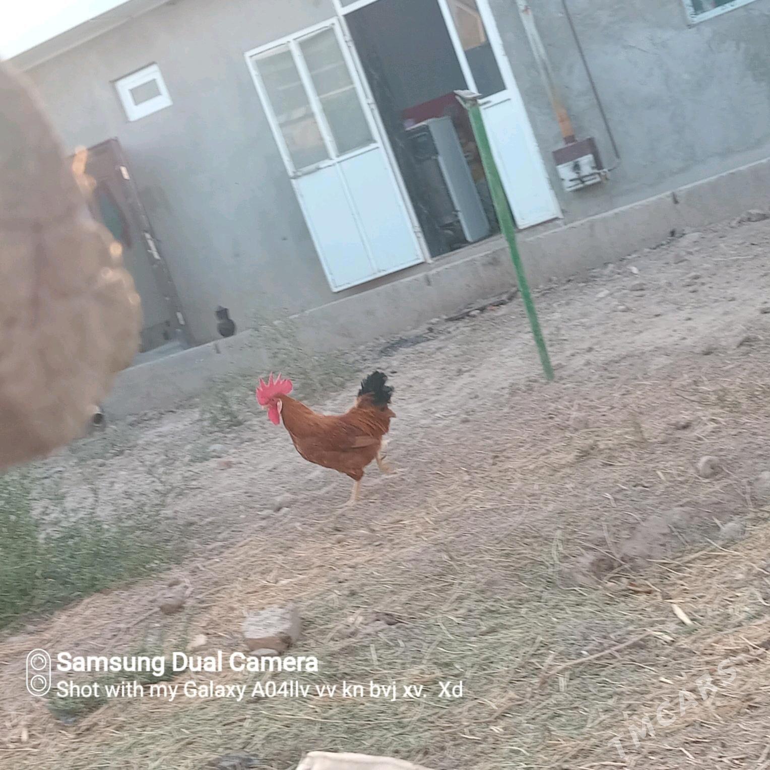 Horaz - Türkmenabat - img 1