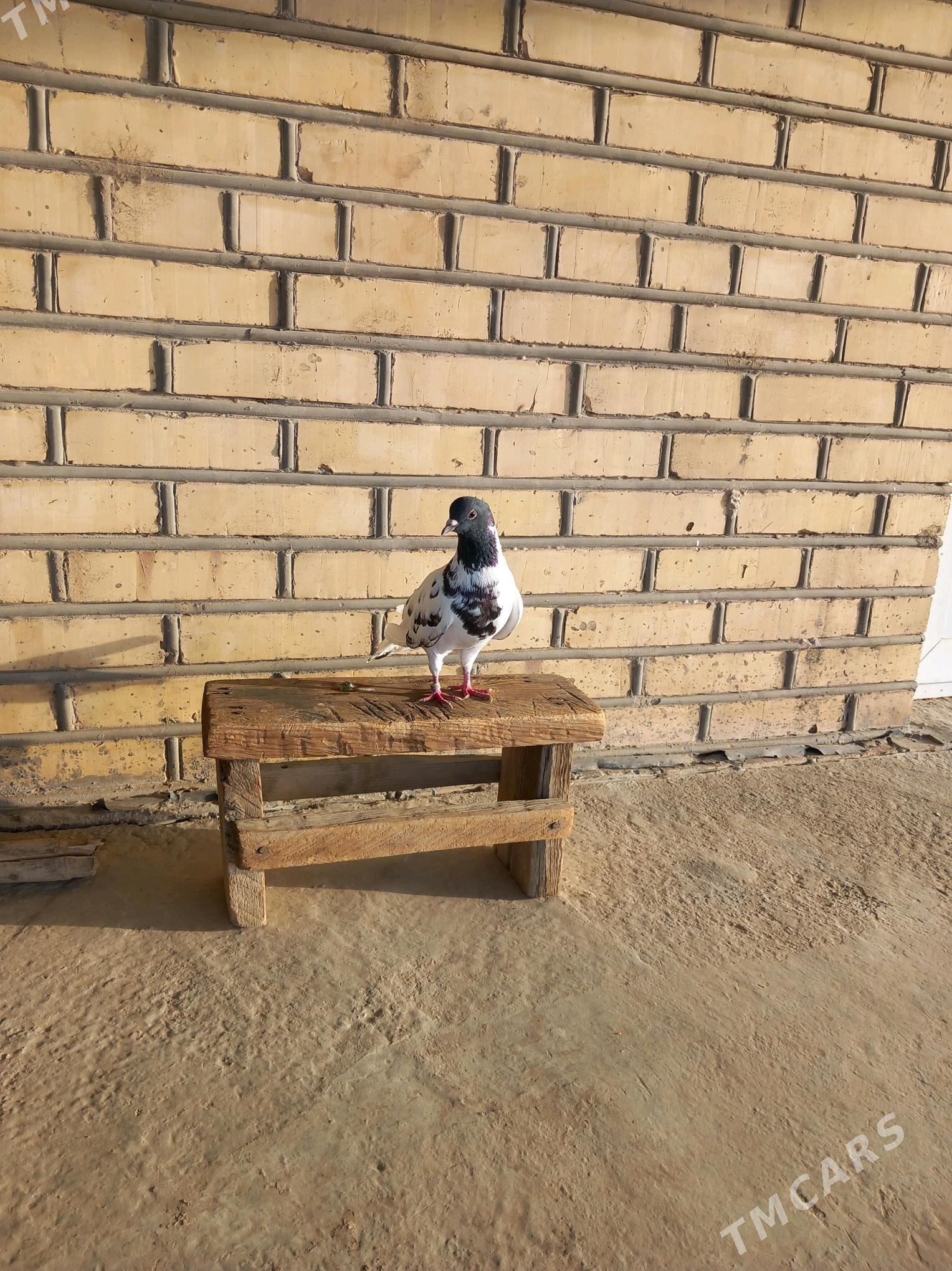 Kepderi - Векильбазар - img 6