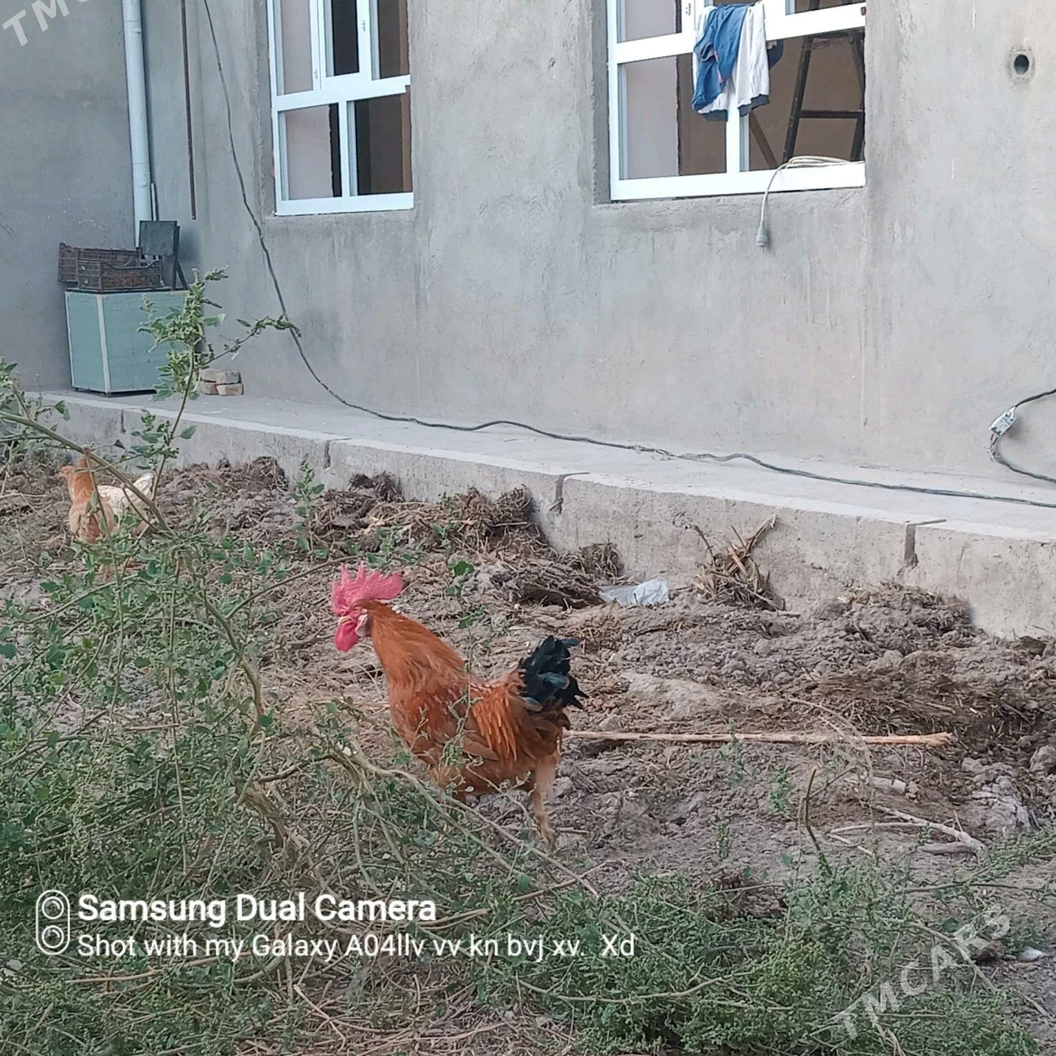 Horaz - Türkmenabat - img 3