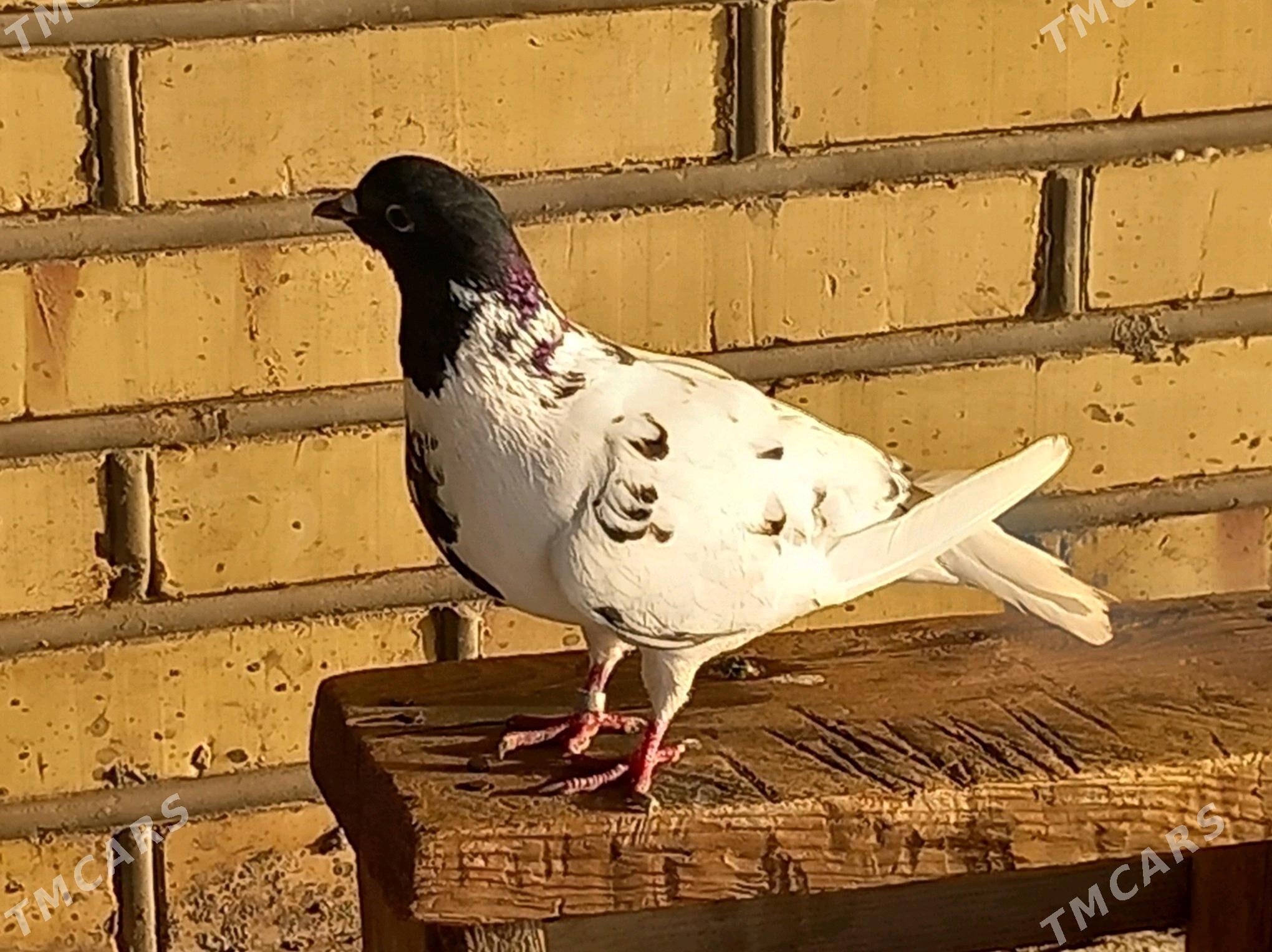 Kepderi - Векильбазар - img 5