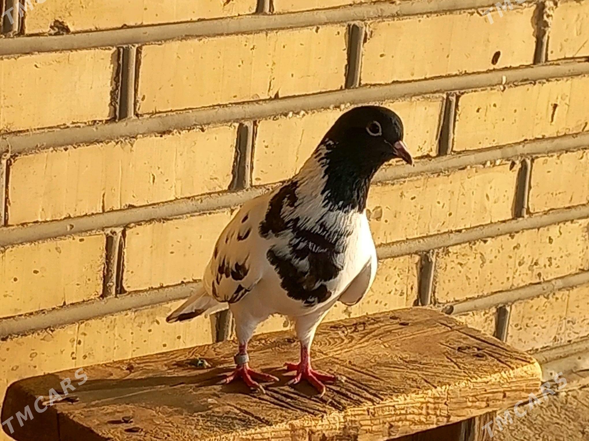 Kepderi - Векильбазар - img 4