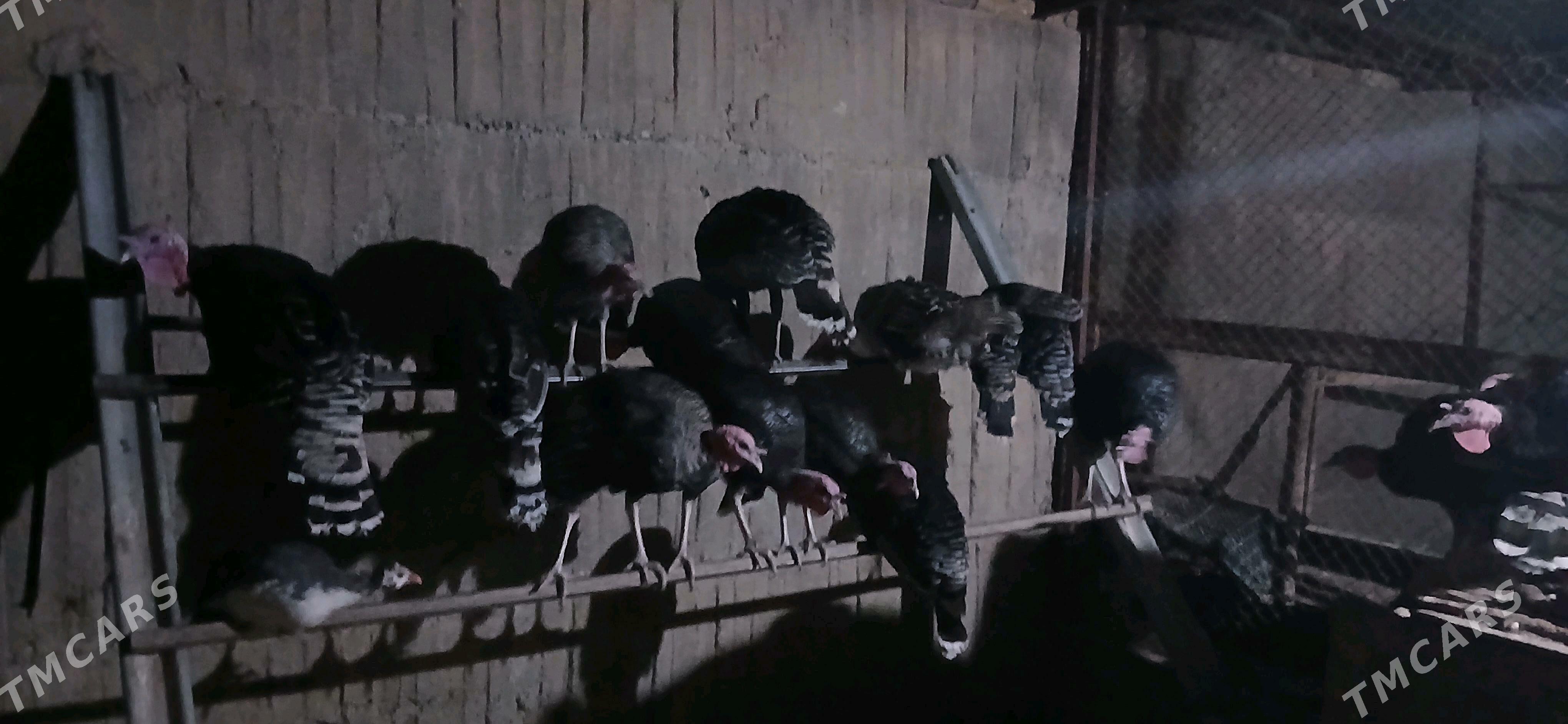 Induk - Ялкым - img 2