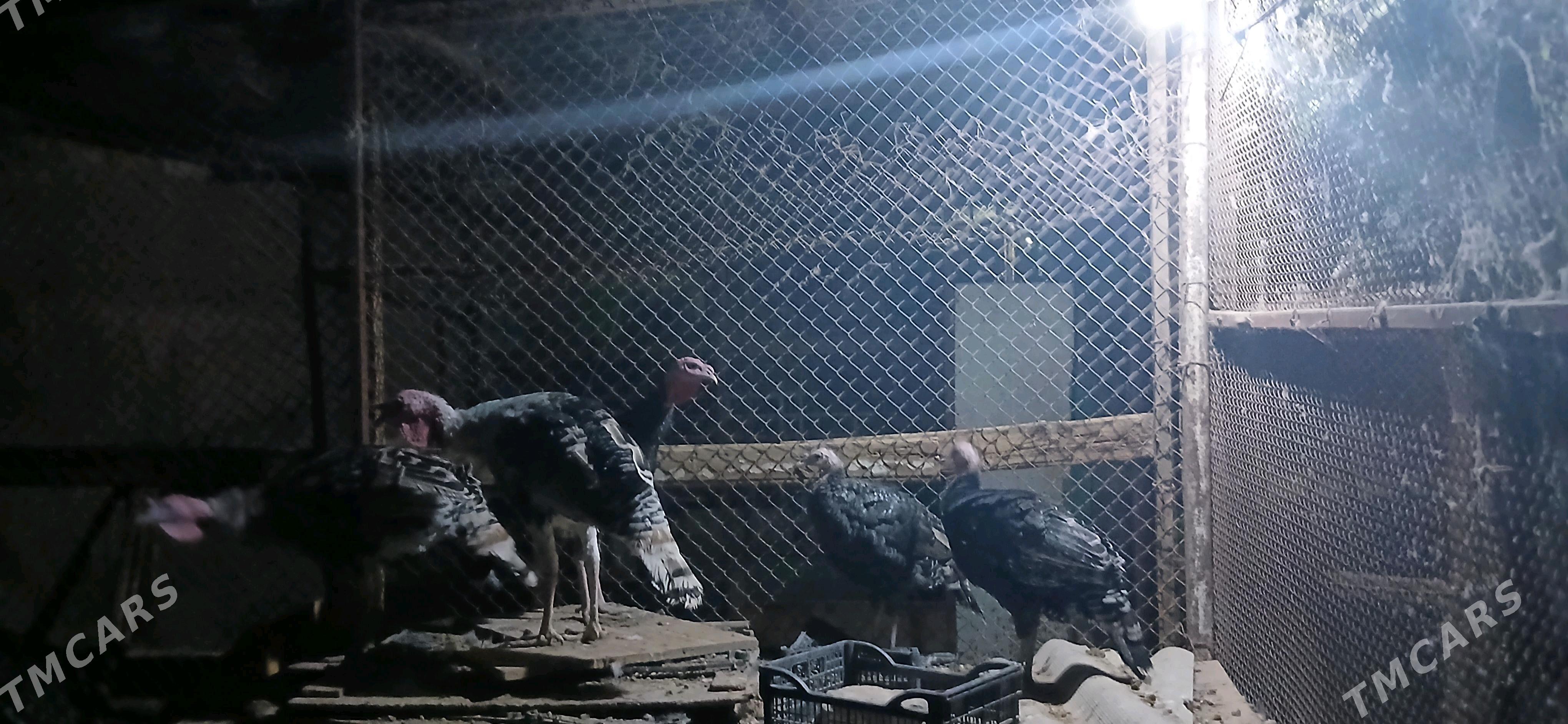 Induk - Ялкым - img 5