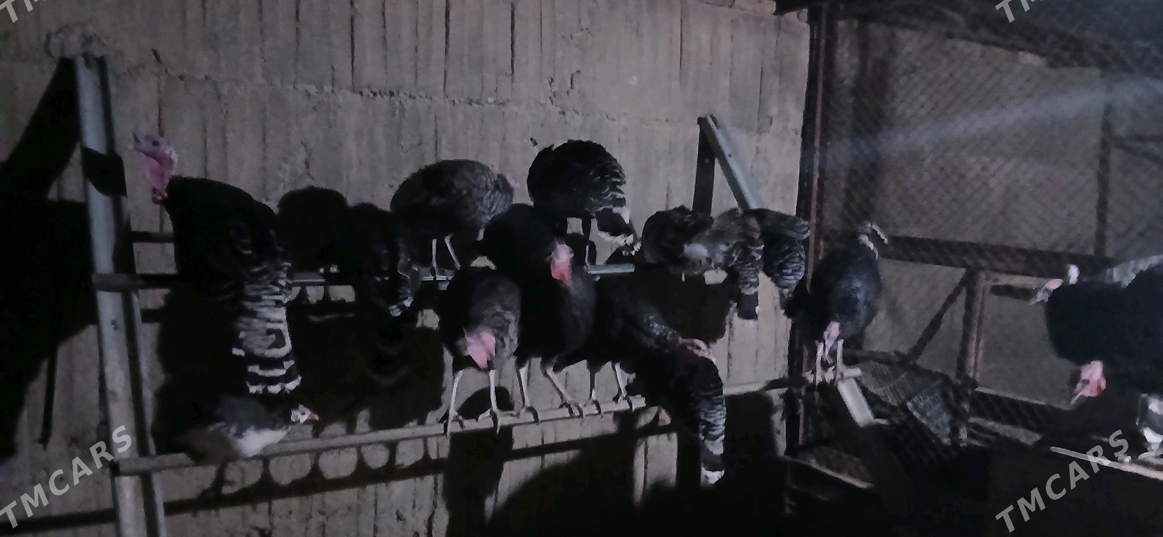 Induk - Ялкым - img 3