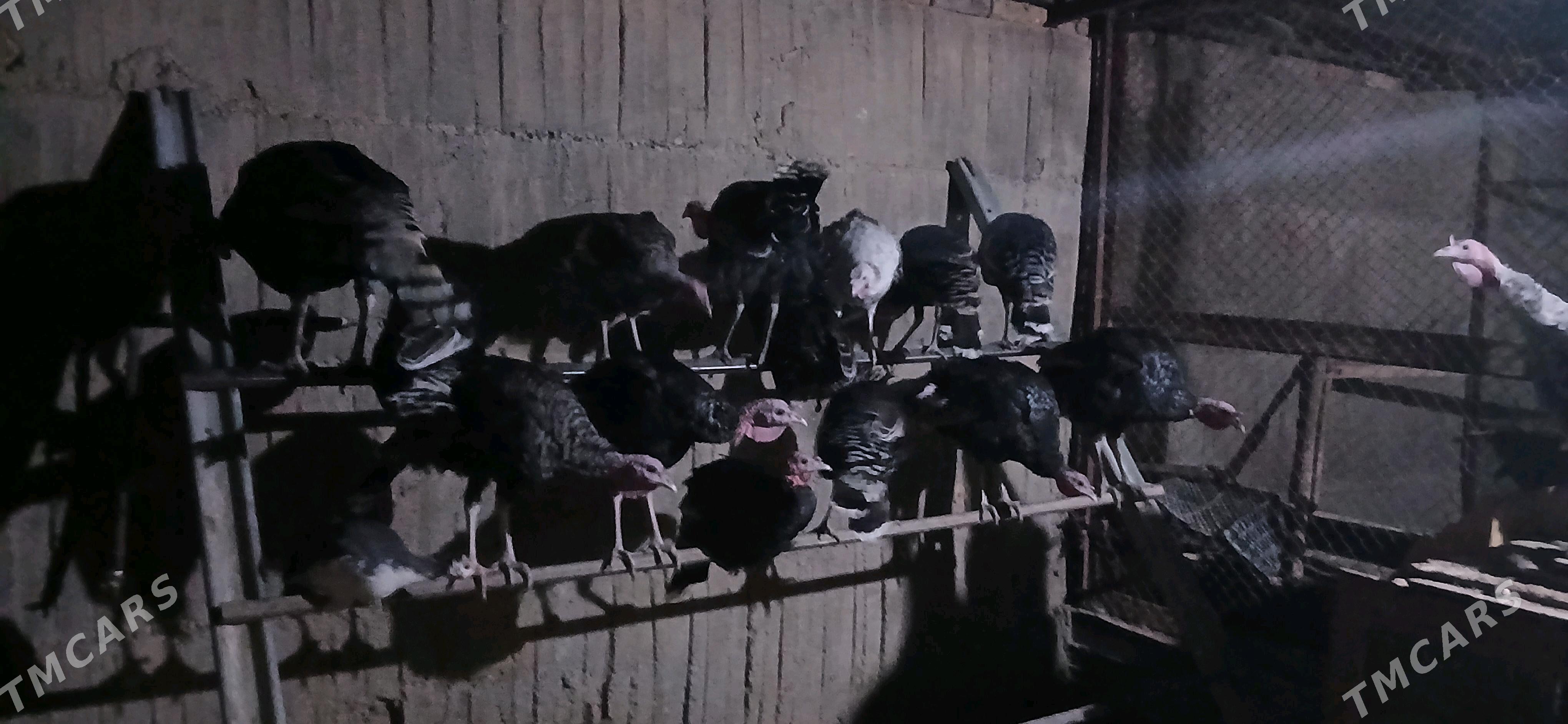 Induk - Ялкым - img 4