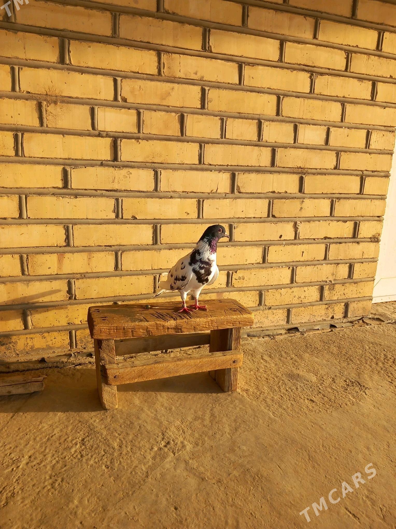 Kepderi - Векильбазар - img 3