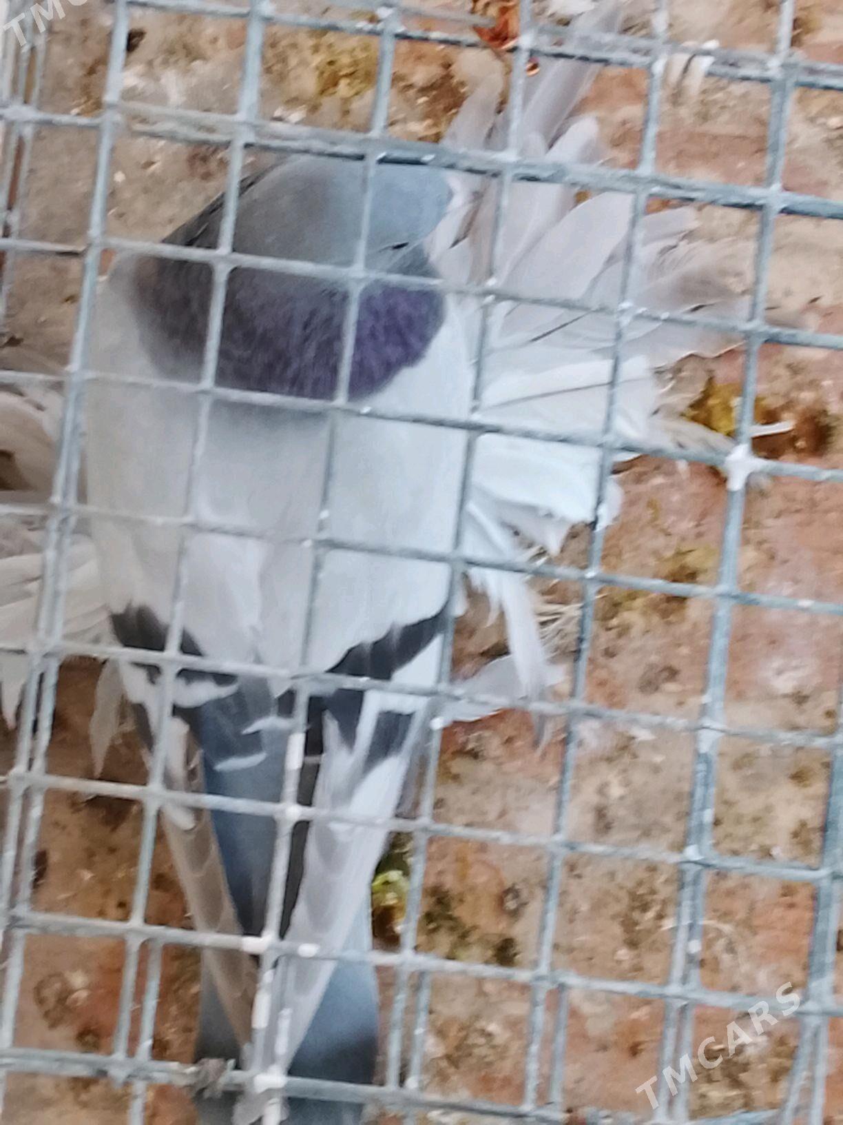 сизаагаран - Parahat 7 - img 2