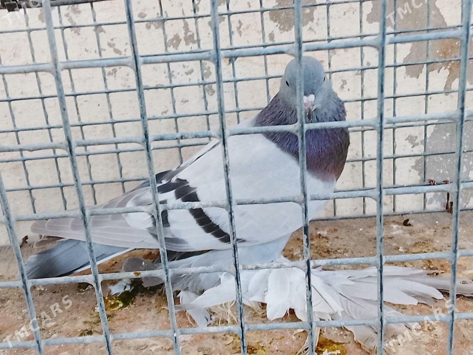 сизаагаран - Parahat 7 - img 3