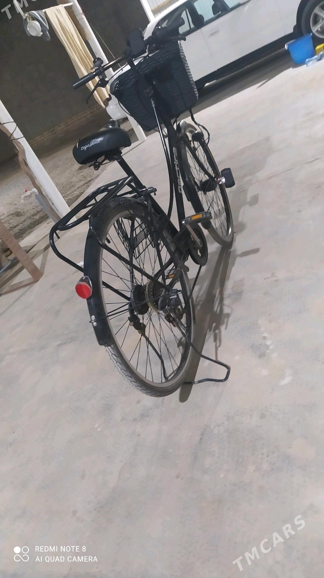 WELSEPET TIGIR 🦾🦾🦾 - Мургап - img 6