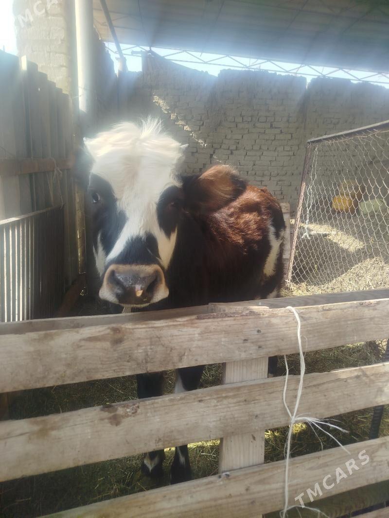 Satlyk gole - Яшлык - img 2