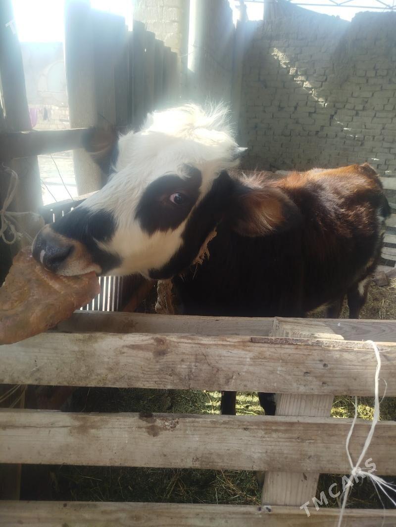 Satlyk gole - Яшлык - img 3