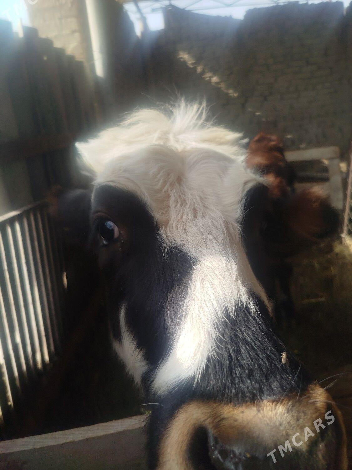 Satlyk gole - Яшлык - img 1