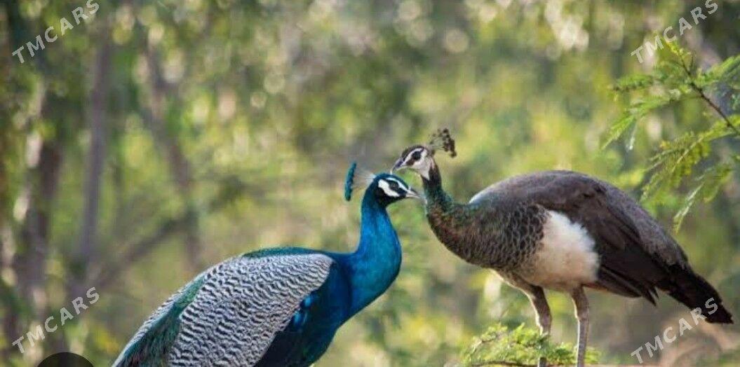 tawus gusy - Türkmenabat - img 1